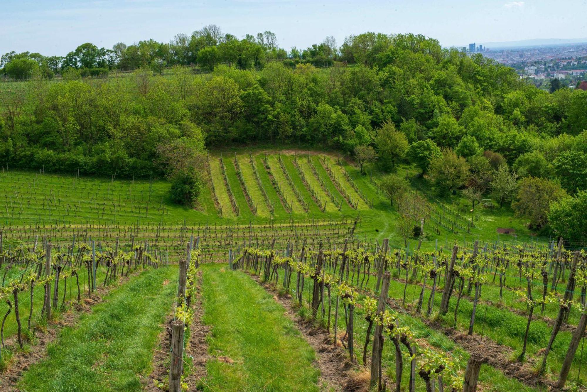 Herrlicher Ausblick Ueber Wien Eksteriør billede